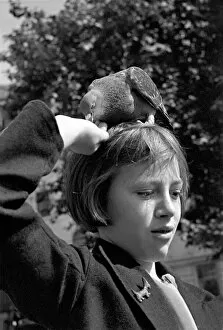 00013 Collection: Pigeons in Trafalgar Square. January 1939 OL307J
