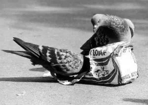 00040 Prints: Pigeons tucking into the remains of a loaf of bread in a London park September 1977