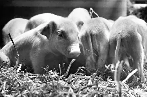Feeding Prints: Piggy in the middle - this little piglet is facing the wrong direction