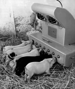 Pigs Prints: Piglet feeder, invented by Mr. Perry, a farmer. The young pigs suck milk through tents