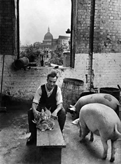Rabbits Prints: Pigs and rabbits are reared for food in a tumble down building under the shadow of St