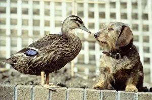 Ducks Prints: Ping the mallard duck with her friend Bramble the wire-haired dachshund owned by Mrs