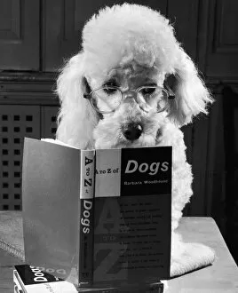 00302 Collection: Ping Pong the poodle, studying the contents of the A-Z of Dogs