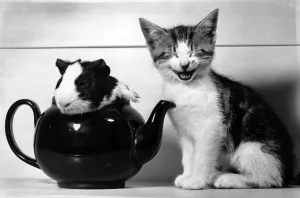 Kitten Prints: Pinkie the Guinea Pig and Perky the Kitten September 1978 Pictured at Pet Shop in