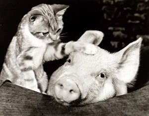 Pinky the pig playing with Fluff the kitten after shooting a television commercial