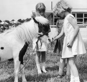 Ponies Prints: Pinocchio three years old and 29in high is one of the smallest ponies in the country