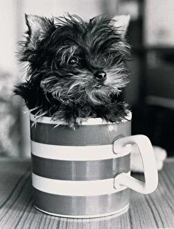 Images Dated 1st April 1985: Pint sized Puppy Jamie a Yorkshire Terrier can fit into a mug April 1985