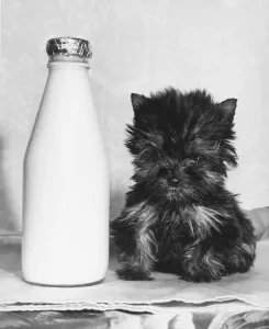 Puppy Prints: Pint sized Puppy Twinkle was rescued by new owner Mary Atherton Twinkle