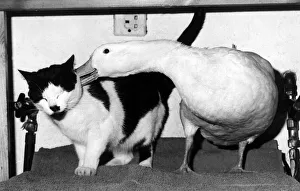 Duck Prints: Piou the duck whispers a confidence in the ear of his pal Domino the cat May 1972