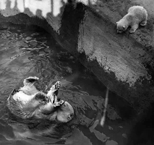 Pipaluk the polar bear cub is not sure about joining his mum Sally in the pool in their