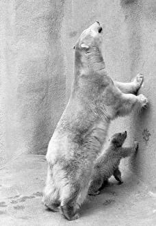 00927 Prints: Pipaluk the polar bear cub ventures out of his private den on to the Mappin Terraces