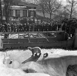 00927 Prints: Pipaluk the polar bear cub ventures out of his private den on to the Mappin Terraces