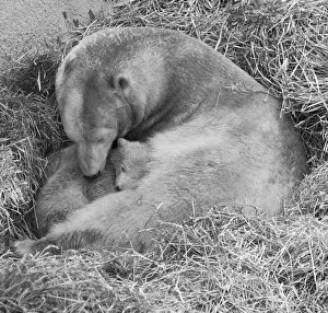 00927 Prints: Pipaluk the polar bear cub ventures out of his private den on to the Mappin Terraces