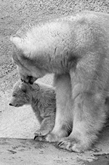 00927 Prints: Pipaluk the polar bear cub ventures out of his private den on to the Mappin Terraces