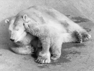 00927 Prints: Pipaluk the polar bear cub ventures out of his private den on to the Mappin Terraces