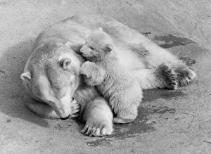 00927 Prints: Pipaluk the polar bear cub ventures out of his private den on to the Mappin Terraces