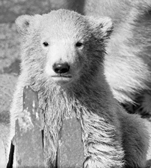 00927 Prints: Pipaluk the polar bear cub ventures out of his private den on to the Mappin Terraces