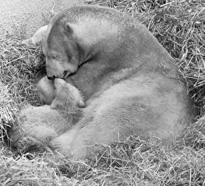 00927 Prints: Pipaluk the polar bear cub ventures out of his private den on to the Mappin Terraces