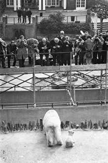 00927 Prints: Pipaluk the polar bear cub ventures out of his private den on to the Mappin Terraces