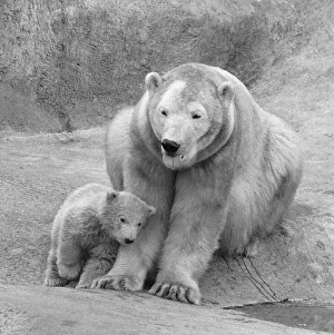 00927 Prints: Pipaluk the polar bear cub ventures out of his private den on to the Mappin Terraces