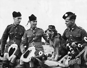 Pets Collection: Three pipers of the Kings Own Scottish Borderers infantry regiment with the battalion