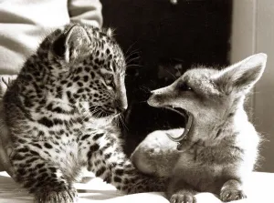 Yawning Prints: Pipp the orphaned fox yawning as he cuddles up to his new friend Jimbo the leopard