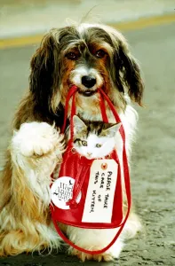 Cats Prints: Pippin the dog gives a homeless kitten a little lift in a bag September 1990