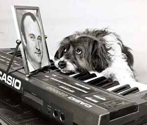 Pippin the dog playing the keyboard with a picture of Phil Collins for inspiration