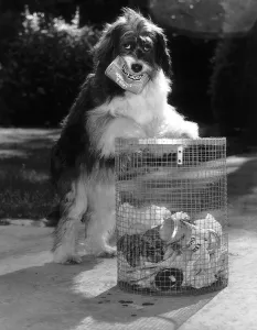 Pippin the famous TV dog has learnt the to clean up litter from the streets circa