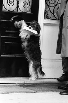 Door Prints: Pippin the mongrel dog delivering a letter at the South Korean Embassy in Kensington