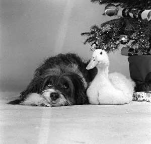 Duck Prints: Pippin the mongrel dog and Florence the duck sitting under a Christmas tree