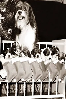 Puppies Prints: Pippin the television dog with seven puppies hanging in stockings