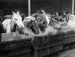 Pit Poines holiday. Some of the liberated ponies enjoying their mid-day meal of hay