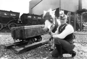 Ponies Prints: Pit pony Pip with handler, Mr. Keith Houghton at Beamish Open Air Museum