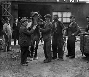 Pit pony Robin takes his first look at the surroundings at Ladyshore Colliery which he