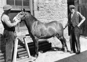 Ponies Prints: Pit pony royal, from the Emma Colliery in Crawcrook was nearly destroyed because of