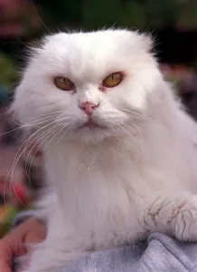 Scary Prints: Pixie the Cat September 1999 Diane Palmer from Wolverhampton rescued the flea