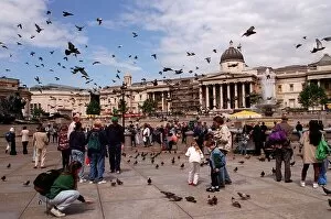 Images Dated 7th July 1996: Places London Trafalgar Square with pigeons