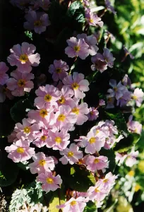 Plant Of The Week - Primula Garrade Guibevere November 1997