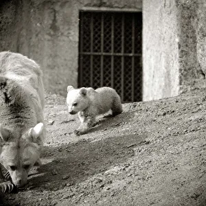 Falling Prints: Polar Bear and Bear Cub, Winnie and Anthony at London Zoo March 1960