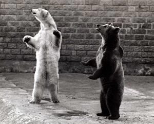 Contrast Collection: Polar Bear and Brown Bear - standing on their hind legs at Flamingo Park Zoo