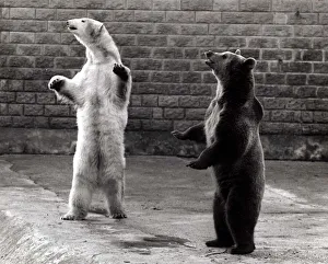 Standing Prints: Polar Bear and Brown Bear - standing on their hind legs at Flamingo Park Zoo
