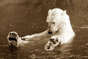 Polar bear floating in water holding his feet and looking forlorn