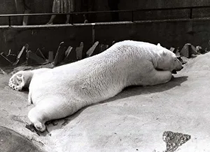 Stretching Prints: Polar Bear at London Zoo - July 1979 cooling off as the heat wave spreads through