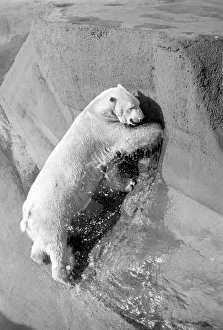 Polar bear Pipaluk'in his pen at London Zoo February 1975