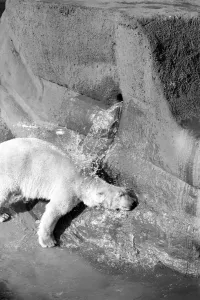Polar bear Pipaluk'in his pen at London Zoo February 1975