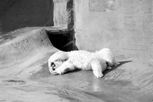 Polar bear Pipaluk'in his pen at London Zoo February 1975