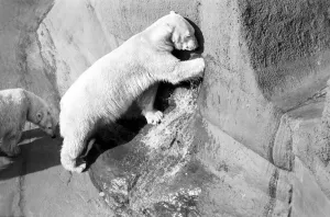 Polar bear Pipaluk'in his pen at London Zoo February 1975