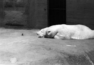 Bear Prints: Polar Bear Sabrina seen here relaxing in her enclosure at London Zoo. 1st January 1975