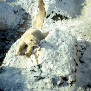 Polar Bear in snow at London Zoo. January 1968 A©Mirrorpix